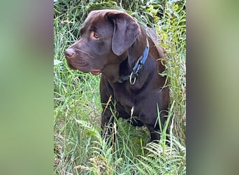 Labrador - Welpen