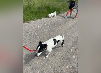 Hübsche Iris sucht liebe Familie