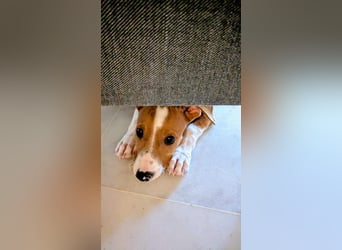 Kukin, ein freundlicher kleiner Kerl