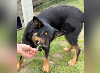 MIMI - traumhafte Schäferhund-Mix-Hündin