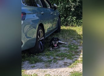 Aron: Herz auf vier Pfoten (in 74736 Hardheim/D)