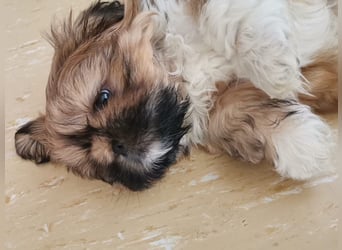 Kleiner LEO sucht seine Menschen