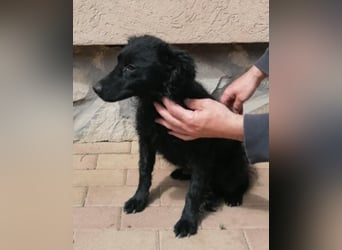 Sasa, tolle Mudi Mama sucht Traumzuhause