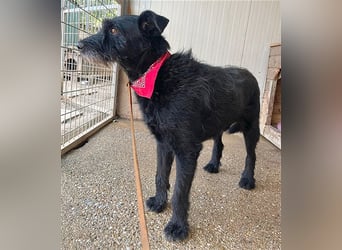 ❤️ kleiner kompakter LOU - 4,5 Jahre, 40cm/15kg - Schnauzer-Mischling