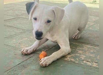 Milka (Spanien) – liebevoll und menschenbezogen sucht ihr Zuhause