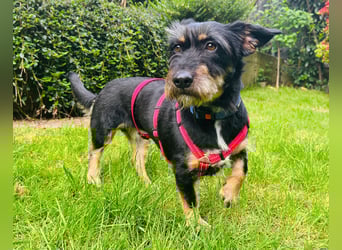 Emily- Powerhund mit Köpfchen sucht Neustart