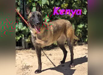 Kenya 10/2024 (ESP) - lebensfrohe und liebevolle, wunderschöne Malinois Junghündin!