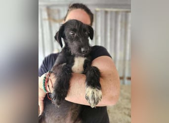 Pepper, neugierig auf das Leben