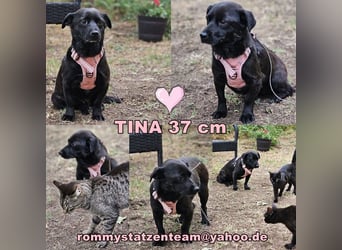 Tina vermisst ihren Menschen sehr