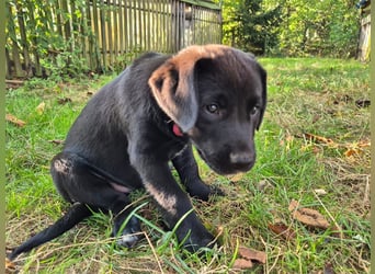 Aussiedor Welpen, Aussiedore suchen ihr Zuhause, Labrador x Australien Shepard