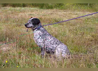 Zauro, Mix Bobtail / Briard / Cattle Dog, lieb und sozial