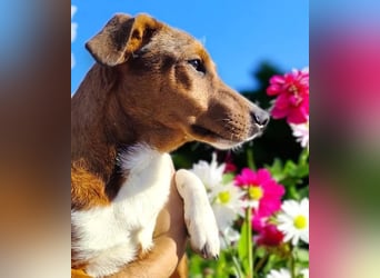 Hundekind JAX sucht seine Herzensmenschen