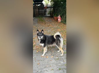 Bine,  fröhliche, liebe und soziale Junghündin sucht Traumfamilie