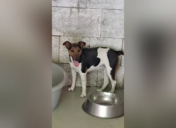 LEXI-ÜBER DEN ZAUN GEWORFEN