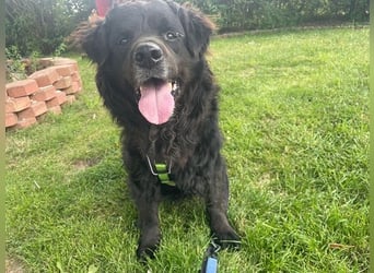 Nanu, Labrador Neufundländer Mix, geb 2013, su. enenerdiges Zuhause