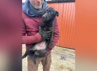 Frutti, geboren 10.12.2024, 29cm sucht ihr Zuhause