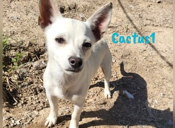 Cactus1 01/2024 (ESP) - verspielter, kleiner Chihuahua-Mix!