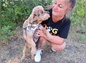 Yoyo, treuer Yorkshireterriermix, ca. 5 Jahre, ca. 31 cm, ca. 9 kg *in 50733 Köln*