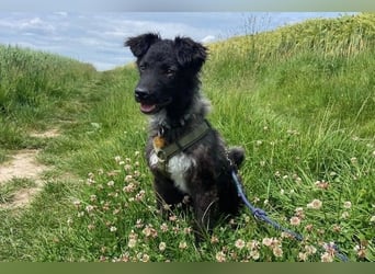 Laroche - Dein neuer bester Hundekumpel (32051 Herford)