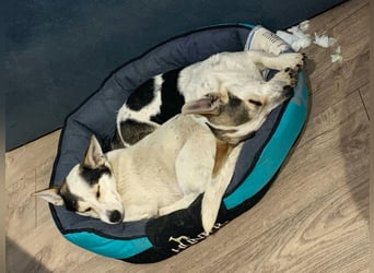 Mara und Max wünschen sich ein neues Zuhause