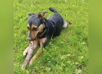 Ferdi ein kleiner freundlicher Schatz