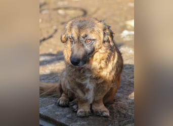 Lieber ELMO - Wer bringt seine hübschen Augen zum Strahlen und gibt ihm eine liebevolles Zuhause?