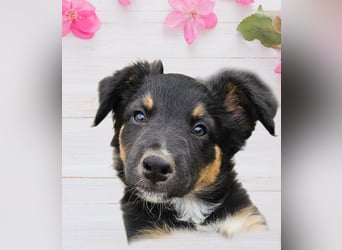 Australian Shepherd Welpen