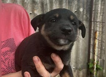 Welpe Bruno: neu im Tierheim