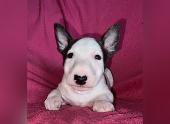 Miniatur Bullterrier Idefix