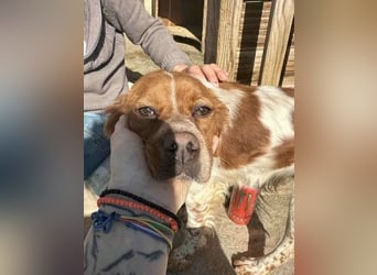 ⭐️BRELA⭐️, Hündin, 5 Jahre, 45cm,  Epagneul Breton-Mischling, Tierschutz