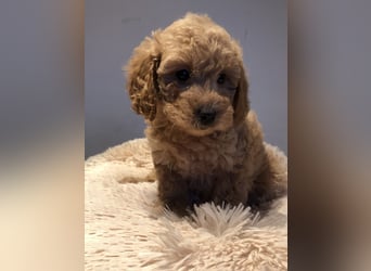 Sehr gesunde Maltipoo welpen in abricot und créme farben.