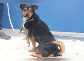 Duke, ein quirliger und kontaktfreudiger kleiner Rüde