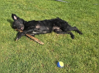 Mogli Pudelmix auf Pflegestelle 59399 Olfen