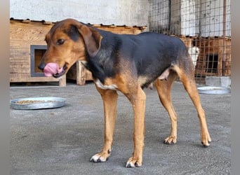 Zoey ❤️ schmusige, liebe, soziale Bracke-Mix-Hündin!