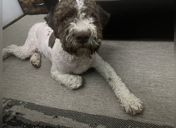 Hugo, a purebred Lagotto Romagnolo male, 9 months old