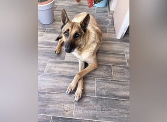 Schäferhundmix MADDOX sucht seine eigene Familie!
