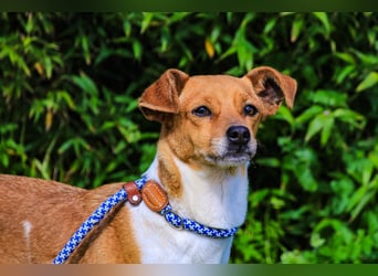 Holly, Mix Chihuahua / Beagle, lieb und verträglich
