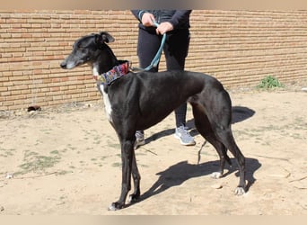 NORMA-klassische Galga: elegant, feinfühlig und voller innerer Stärke