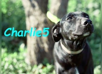 Charlie5 10/2021 (ESP) - verspielter und neugieriger Podenco-Mix hat Lebensfreude im Gepäck!