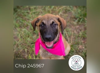 Chip 245967: Hundekind sucht ein Zuhause