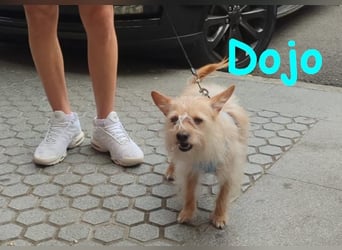 Dojo geb. 04/2023 (ESP) - menschenbezogener, kleiner Yorkshire Terrier-Mix!