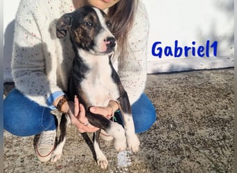 Gabriel1 10/2024 (ESP Pflegestelle) - aufgeschlossener und verspielter Bodeguero-Mix Welpe!
