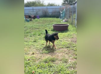 Tequila - ein verspielter und aktiver Terrierjunge