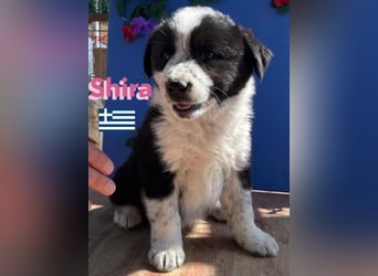 Shira,geb.02/25,pütziges Hundemädchen sucht ihre Familie