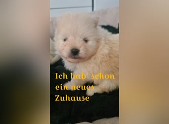 zuckersüße Pomeranianwelpe