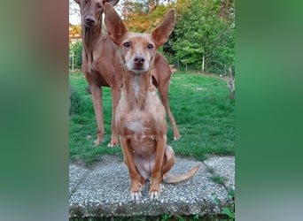 Stella, katzenverträgliche Zwerg Podenca