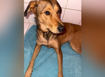 Gordon sucht neues Zuhause