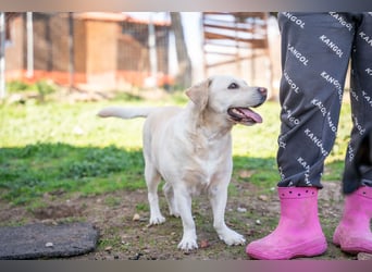 Tzemma - in 74417 Geschwend auf Pflegestelle