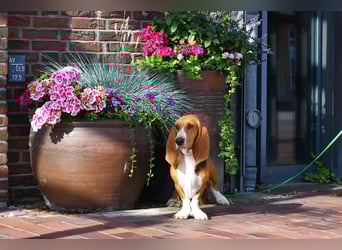 Der zauberhafte Vasko, ein reinrassige Basset Artesien Normand sucht ein neues Zuhause. Eine seltene