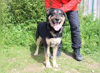 Nana, Mix Schäferhund / Collie, lieb und sozial